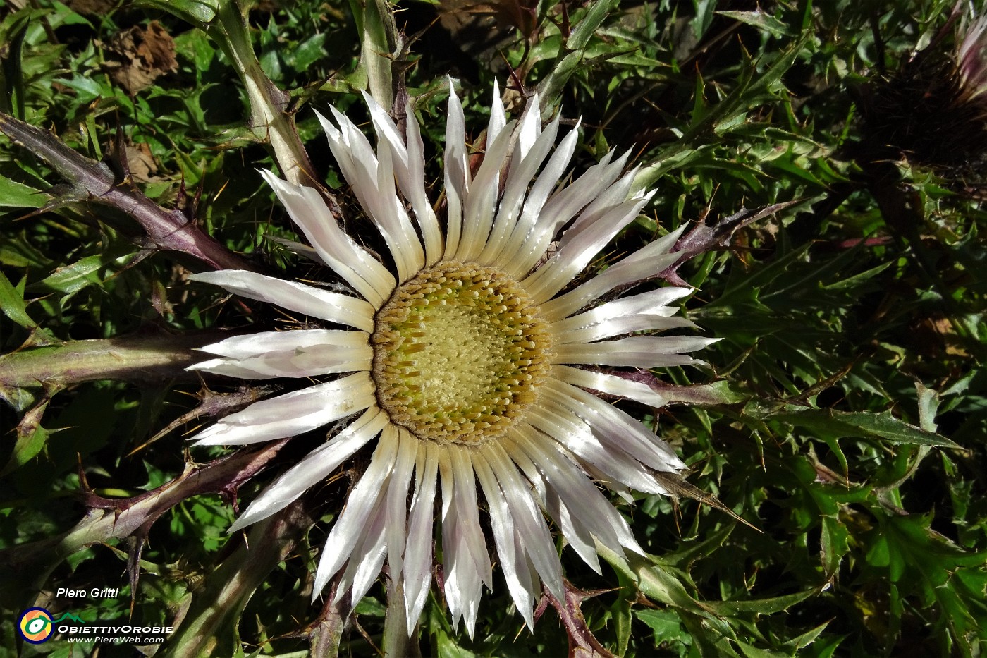 11 Carlina in piena fioritura.JPG